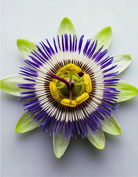 07 Passióvirág (4 % flavonoid)